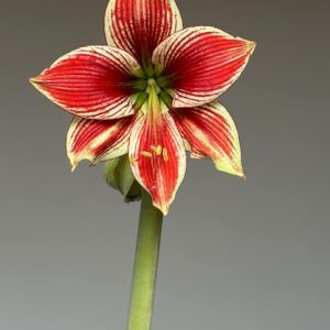 Alternative view of Hippeastrum Lapacense x Papilio n3.
