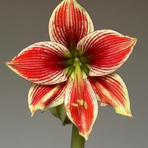 Hippeastrum Lapacense x Papilio n3.