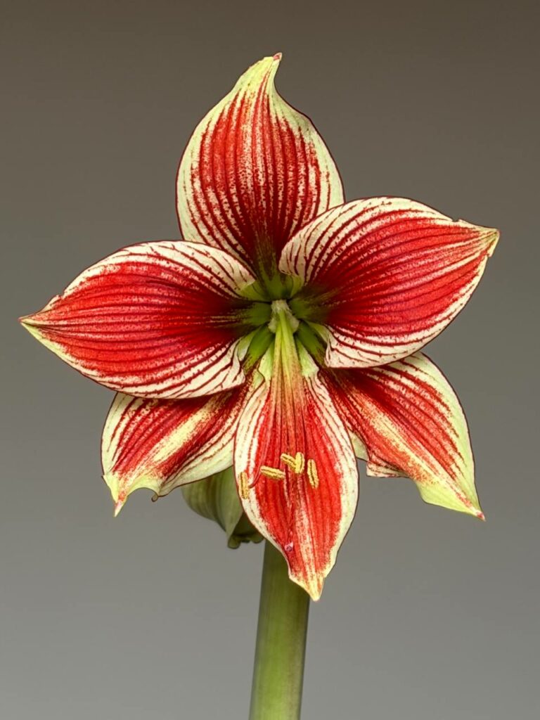 Hippeastrum Lapacense x Papilio n3.