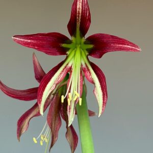 Alternative view of Hippeastrum ESS n1. - 1 bulb.