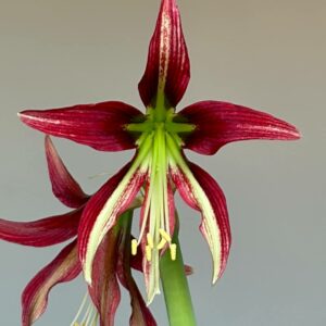 Hippeastrum ESS x  Exotic Star  - 10 seeds.
