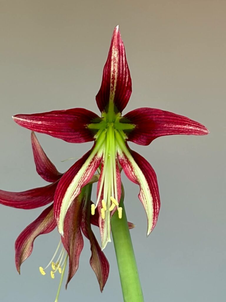 Hippeastrum ESS x  Exotic Star  - 10 seeds.