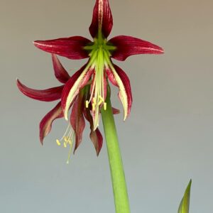Hippeastrum ESS n1.  - 1 bulb.