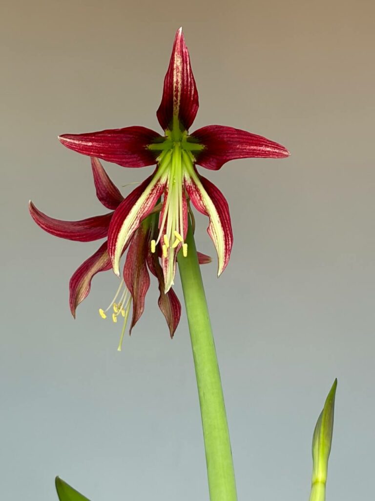 Hippeastrum ESS n1.  - 1 bulb.