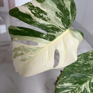 Monstera Variegated deliziosa Albo! PLANT n2