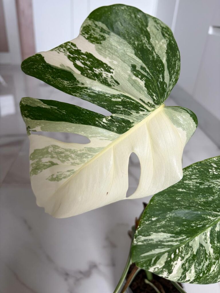 Monstera Variegated deliziosa Albo! PLANT n2