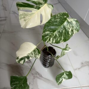 Alternative view of Monstera Variegated deliziosa Albo! PLANT n2