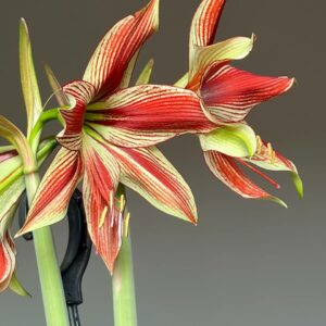 Alternative view of Hippeastrum LPn2 - 1 bulb.