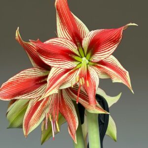 Hippeastrum LPn2 - 1 bulb.