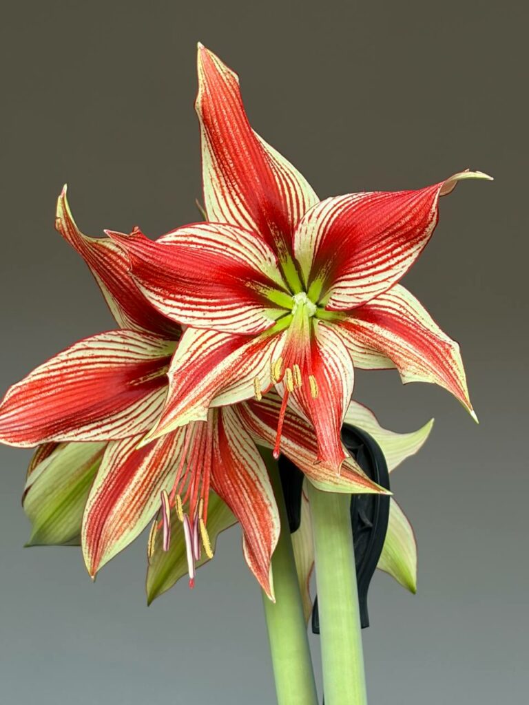Hippeastrum LPn2 - 1 bulb.