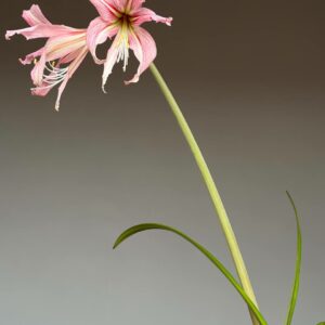 Alternative view of Hippeastrum hybrid RTYn2 - 1 bulb about 1,8cm in diameter Offset