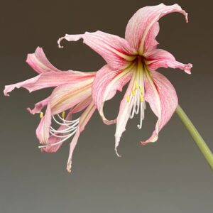 Hippeastrum hybrid RTYn2 - 1 bulb about 1,8cm in diameter Offset