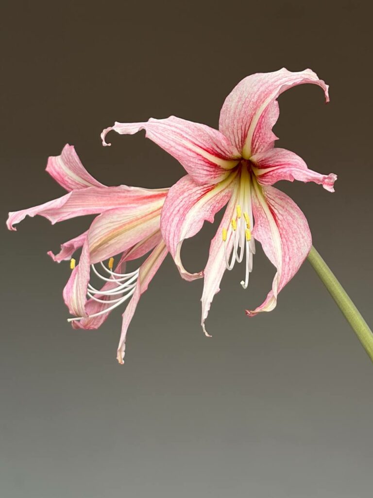 Hippeastrum hybrid RTYn2 - 1 bulb about 1,8cm in diameter Offset