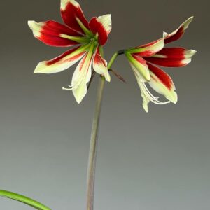 Alternative view of Hippeastrum C1810-3 x bukasovii 10 seeds.