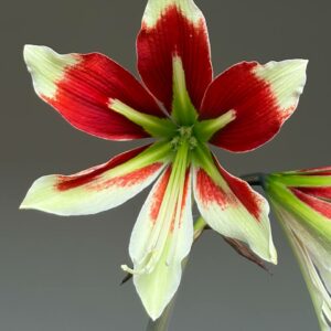 Hippeastrum Bukasovii - 5 seeds.