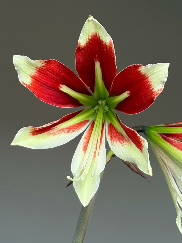 Hippeastrum Bukasovii - 5 seeds.