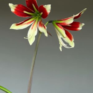 Alternative view of Hippeastrum Bukasovii - 5 seeds.