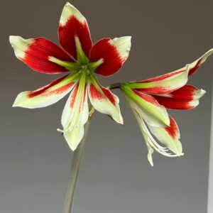 Hippeastrum C1810-3 x bukasovii 10 seeds.