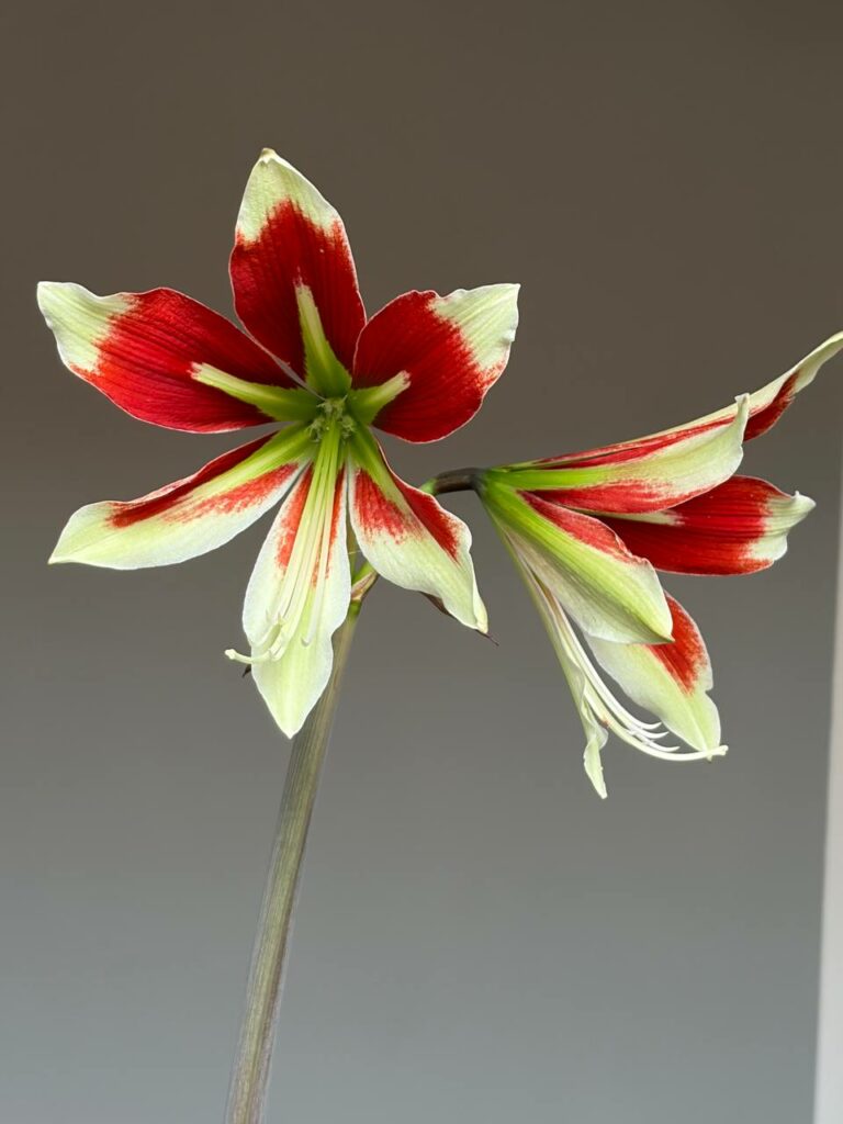 Hippeastrum C1810-3 x bukasovii 10 seeds.