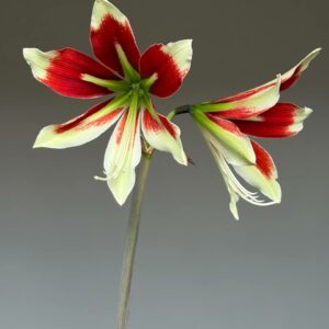 Alternative view of Hippeastrum ESS X Bukasovii 10 seeds