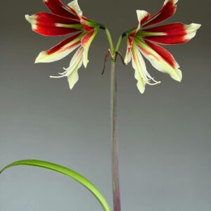 Hippeastrum ESS X Bukasovii 10 seeds