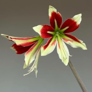 Hippeastrum LPn2 X Bukasovii- 10 seeds.