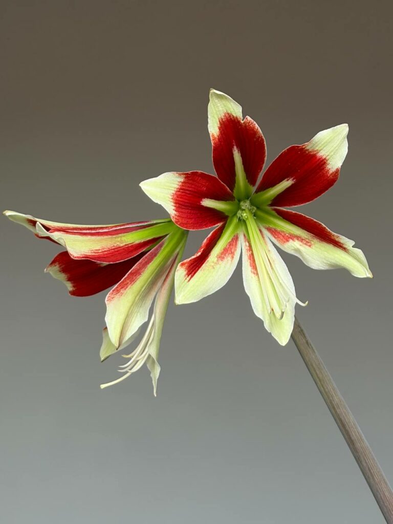 Hippeastrum LPn2 X Bukasovii- 10 seeds.