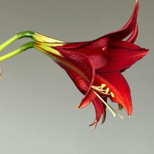 Hippeastrum TFPn1 - 1 bulb.