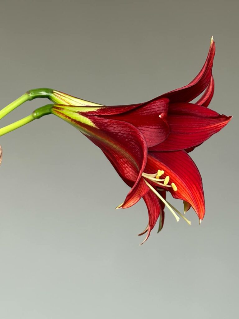 Hippeastrum TFPn1 - 1 bulb.