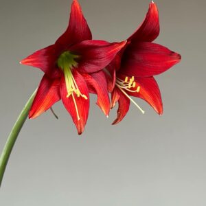 Alternative view of Hippeastrum TFPn1 - 1 bulb.