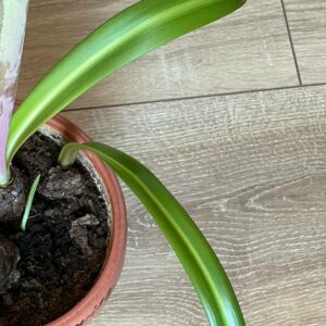 Alternative view of Hippeastrum Y1828-3 - 1 bulb.