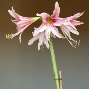 Hippeastrum Y1828-3   - 1 bulb.