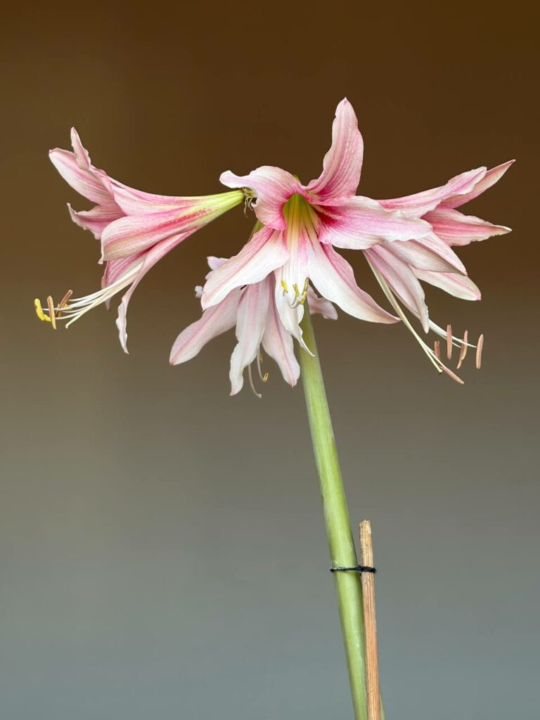Hippeastrum Y1828-3   - 1 bulb.