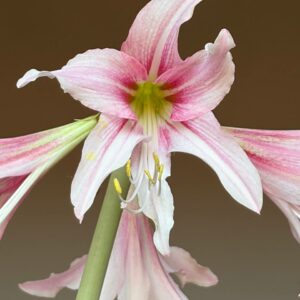 Hippeastrum Y1828-3   - 1 bulb.