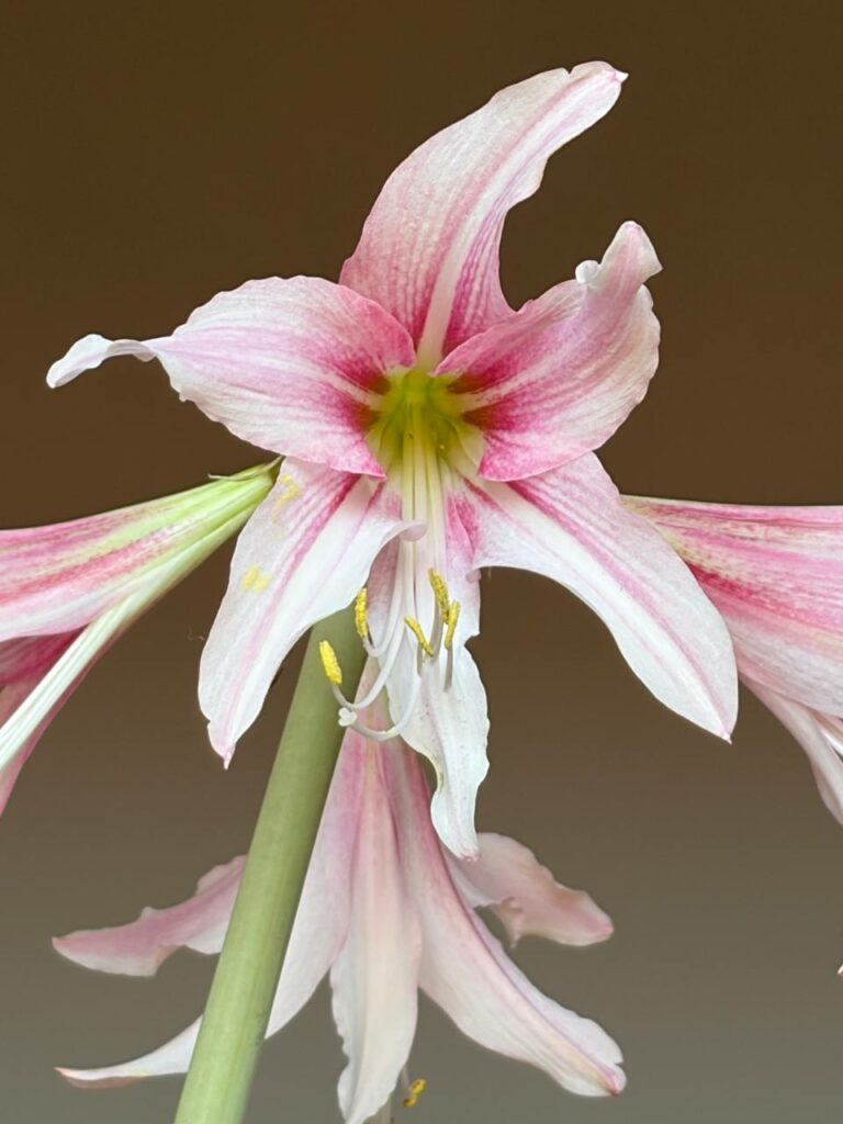 Hippeastrum Y1828-3   - 1 bulb.