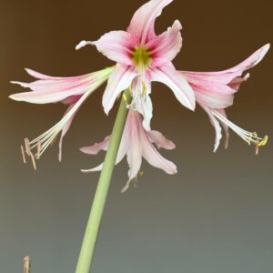 Alternative view of Hippeastrum Y1828-3 - 1 bulb.