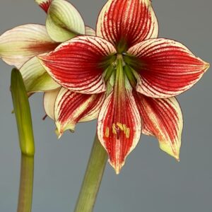 Hippeastrum Lapacense x Papilio n3. 1 bulb.