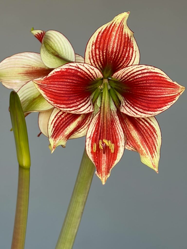 Hippeastrum Lapacense x Papilio n3. 1 bulb.