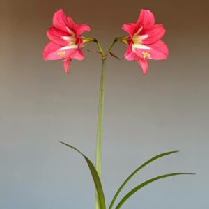 Hippeastrum Striped Garden -1 Bulb.