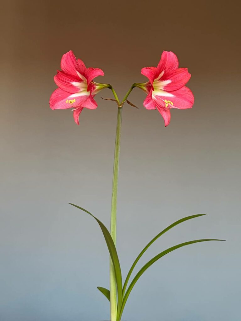 Hippeastrum Striped Garden -1 Bulb.