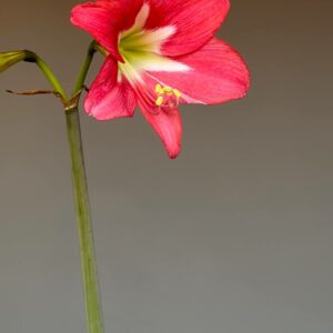 Alternative view of Hippeastrum Striped Garden -1 Bulb.