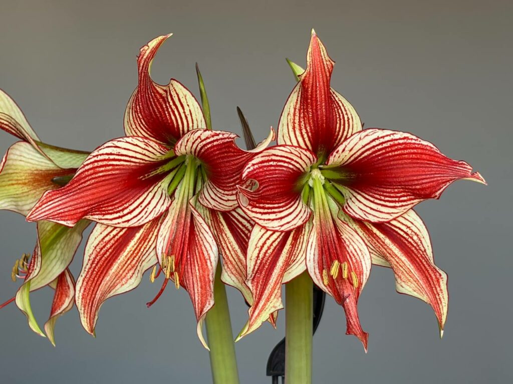 Hippeastrum LPn2 - 1 bulb.