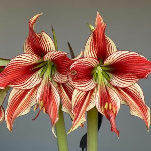 Alternative view of Hippeastrum LPn2 - 1 bulb.