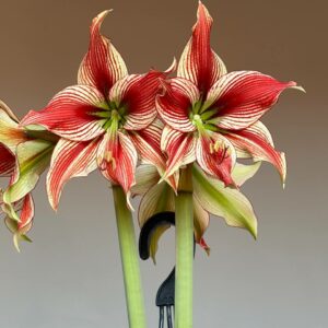 Hippeastrum LPn2 - 1 bulb.