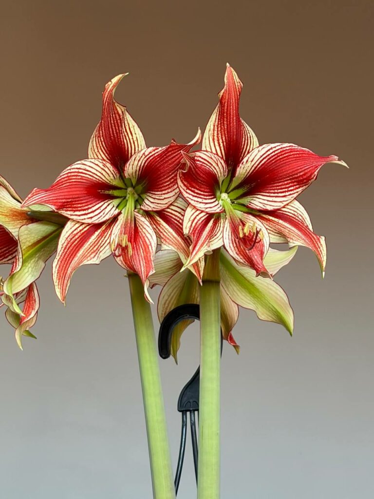 Hippeastrum LPn2 - 1 bulb.