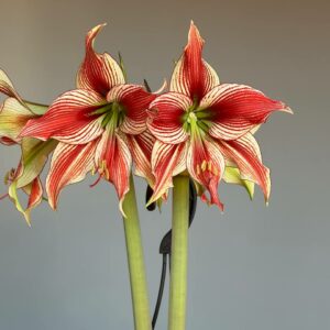 Alternative view of Hippeastrum LPn2 - 1 bulb.