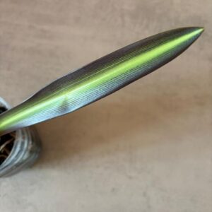 Hippeastrum  sonatini 1810 x iguazuanum - 1 bulb.