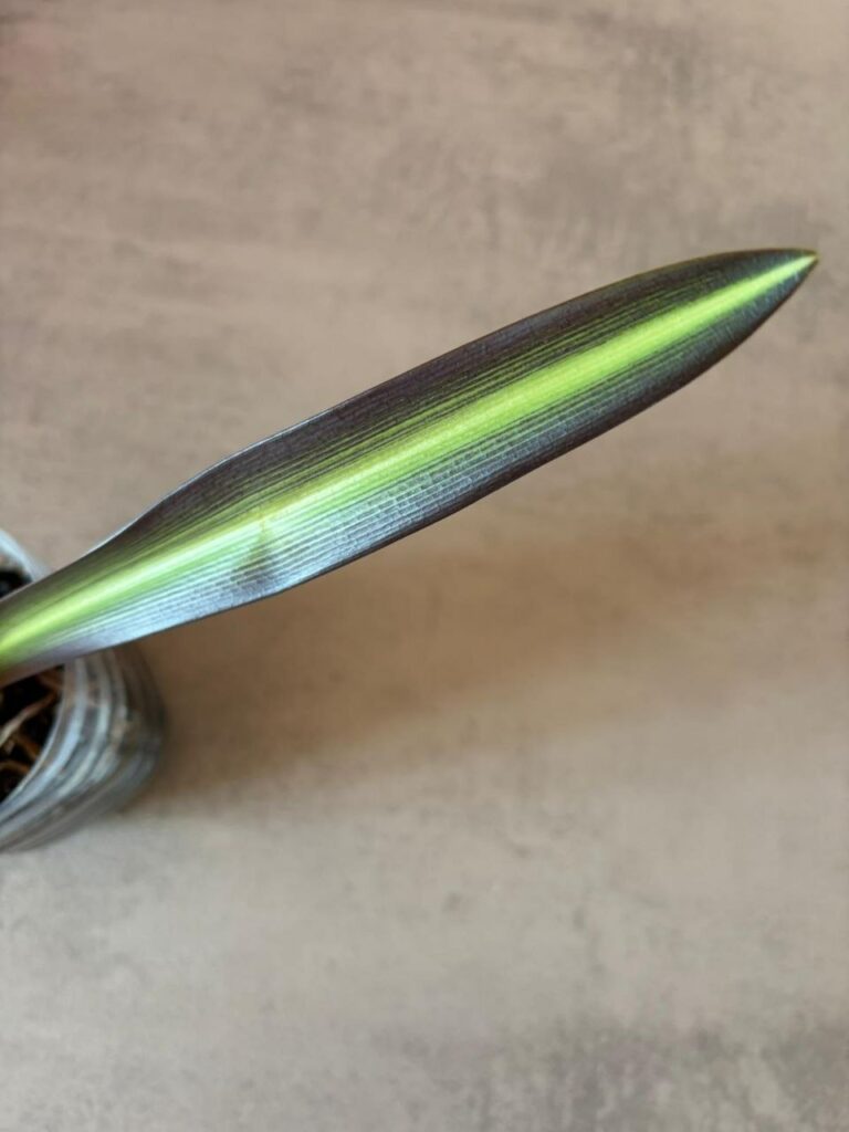 Hippeastrum  sonatini 1810 x iguazuanum - 1 bulb.