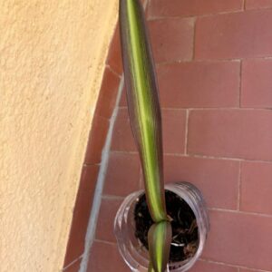 Alternative view of Hippeastrum sonatini 1810 x iguazuanum - 1 bulb.