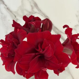 Hippeastrum sonatini  Variegated  x Red Symphony - 5 seeds.